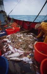 Nemzetközi verseny a halászat megreformálására