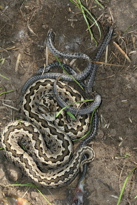 vipera-ursinii-rakosiensis-snake