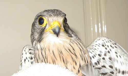 falco-tinnunculus