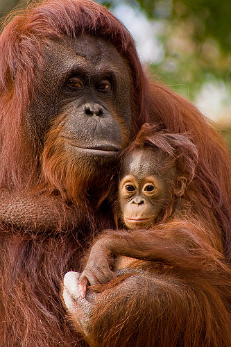 Szumátrai orángután