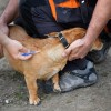A kutyák veszettség elleni kötelező védőoltásáról
