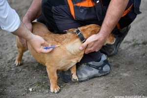 A kutyák veszettség elleni kötelező védőoltásáról