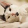 Amélie fülproblémája - hogyan gyógyítsuk a fülbeteg macskát?