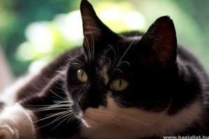 A nőstény macska ivartalanítása - videón
