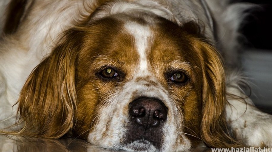 Mi a különbség a kutya epilepszia és az alkalmi roham között?