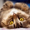 A macskák rettegett FeLV-, FIV- és FIP-fertőzése