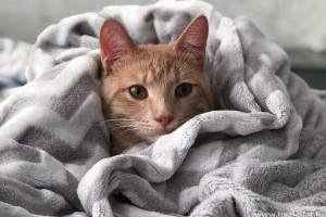 Macskanátha: okok, tünetek, kezelés