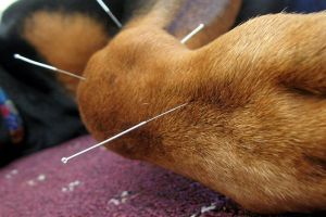 Alternatív állatgyógyászat: kutya akupunktúra