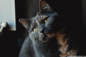 macska szőrében élősködők)
