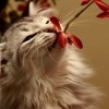 Ha a macska liliomot evett...a mérgezés tünetei és kezelése