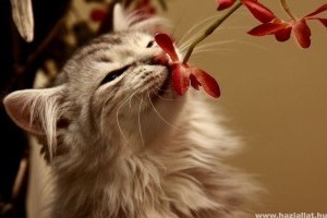 Ha a macska liliomot evett...a mérgezés tünetei és kezelése