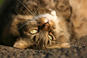 Tenyésztői program a macskák policisztás vesebetegsége ellen