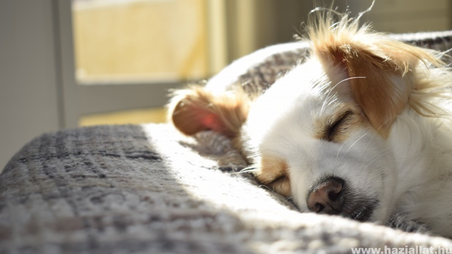 Amikor a kutyának fáj a mozgás: a csont artritisz tünetei és kezelése
