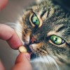 Hogyan adjunk be a macskádnak gyógyszert? Videó