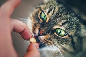 Hogyan adjunk be a macskádnak gyógyszert? Videó