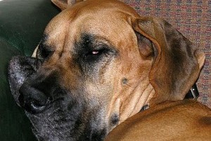Csalánkiütés (urticaria) és a angioödéma kutyáknál