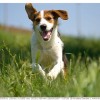 A kutyák reumás izületi gyulladása (rheumatoid arthritise; gyulladásos autoimmun betegség)