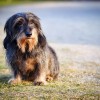 Kistestű kutyák gyakori problémája a térdkalács ficam