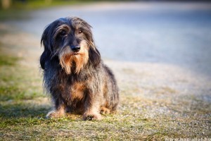 Kistestű kutyák gyakori problémája a térdkalács ficam