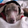 A kutya limfóma kemoterápiával sikeresen kezelhető