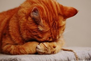 Székrekedés a macskáknál: okai, tünetei és gyógymódjai