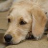 Endokardiózis: a degeneratív szívbillentyű betegség a kutyáknál