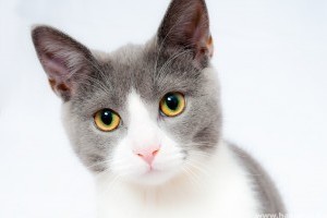 Cukorbeteg macska: hogyan gondozzuk?