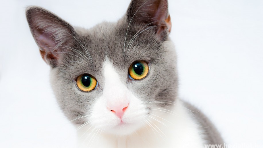 Cukorbeteg macska: hogyan gondozzuk?
