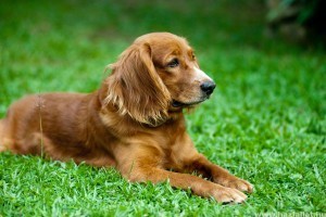 Ízületi gyulladás kutyáknál: kezelések és gyógymódok a fájdalom ellen