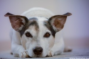 A kutya és a hasmenés: hogyan kezeljük, mit tehetünk?
