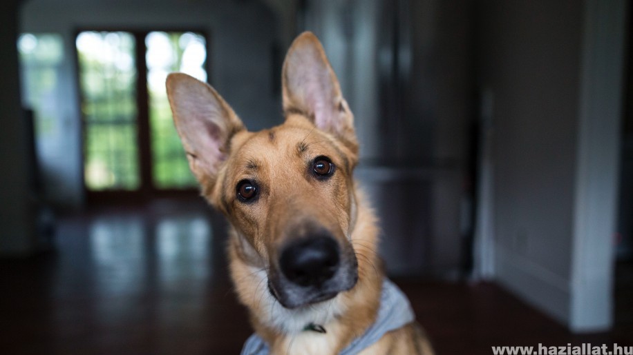 Kutya fülgyulladás: hogyan kezeljük házilag?