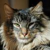 Hólyagtumor, vagy fibrosarcoma a macskáknál- 3. rész