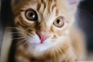 Macska szopornyica: miért veszélyes, és mik a tünetei?