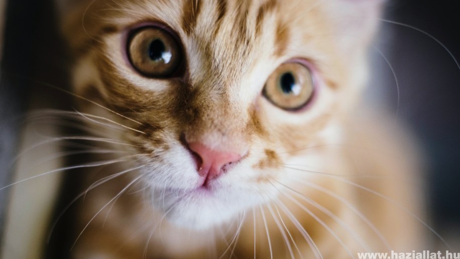 Macska szopornyica: miért veszélyes, és mik a tünetei?