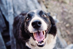 Tág pupillák, szapora légzés: ezek a hőguta jelei a kutyáknál