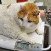 Meghalt a világ legkövérebb macskája