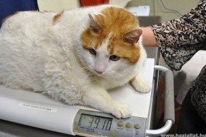 Meghalt a világ legkövérebb macskája