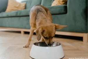Ételallergia kutyáknál - erről ismerheted fel a glutén intoleranciát!