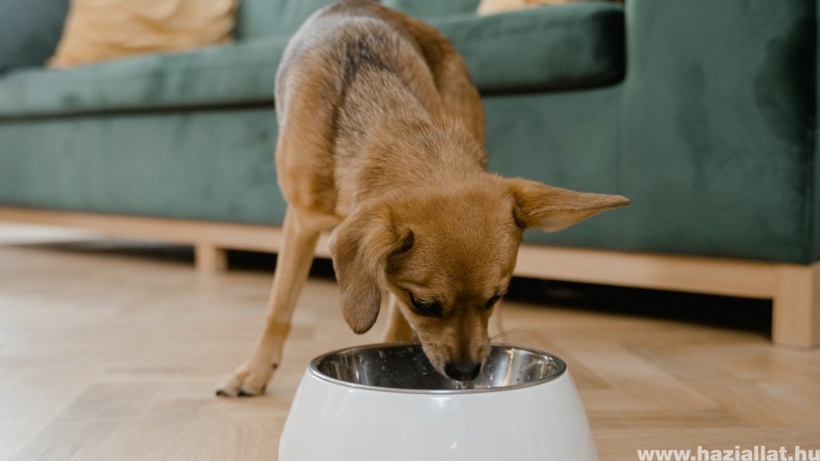 Ételallergia kutyáknál - erről ismerheted fel a glutén intoleranciát!