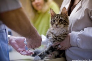 A macskasérülések kezelése - népi gyógymóddal