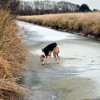 Kutyamentés jégből - baleseti bemutató a Dunán