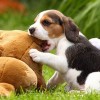 Az egészséges beagle
