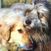 A fajtatiszta kutyákon kívül minden ebet ivartalaníttatni kell Romániában