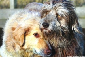 A fajtatiszta kutyákon kívül minden ebet ivartalaníttatni kell Romániában