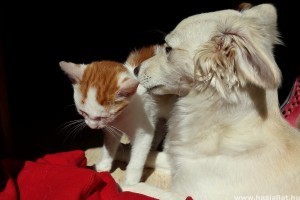 Kutyák és macskák leggyakoribb pajzsmirigy betegségei