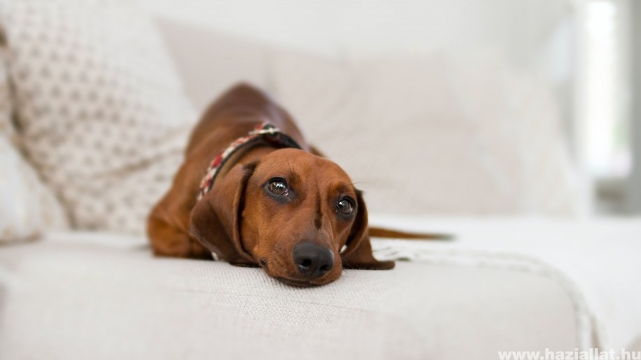 Bolhaallergia és atópia kutyáknál: ezek a tünetei