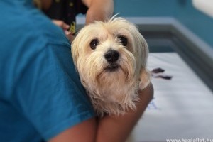 Az ajánlott védőoltások is fontosak kutyáink egészségmegőrzéséhez