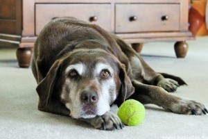 A májbetegség gyors kiszűrésére alkalmas vérvizsgálatot fejlesztettek ki kutyáknak