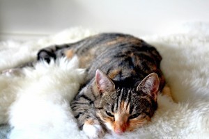 Macskanátha: ezért számít az egyik legveszélyesebb macskabetegségnek