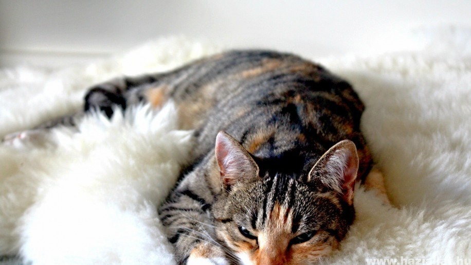 Macskanátha: ezért számít az egyik legveszélyesebb macskabetegségnek